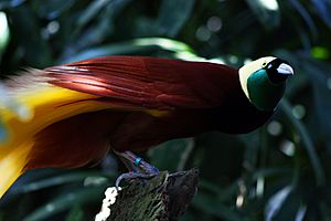 Paradisaea apoda -Bali Bird Park-5.jpg