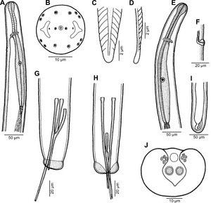 Parasite160002-fig1 Philometra inexpectata