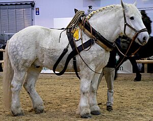 Percheron 3 stehend rechts