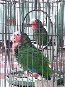 Pet parrots in Cuba