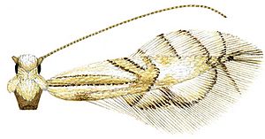 Phyllocnistis subpersea Facts for Kids