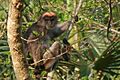 Piliocolobus rufomitratus 35499959 (cropped)