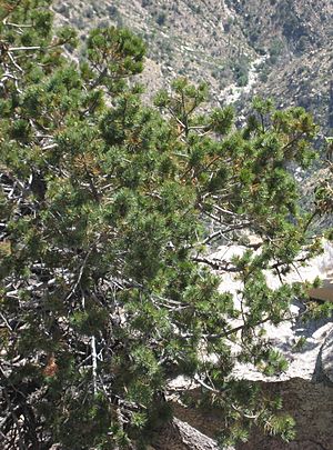 Pinus discolor Mount Lemmon.jpg
