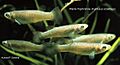 Plains Topminnow - Fundulus sciadicus