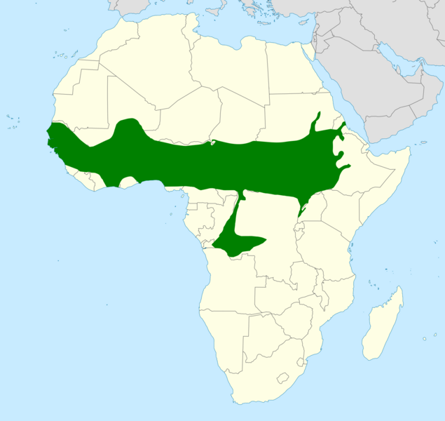 Pluvianus aegyptius distribution map