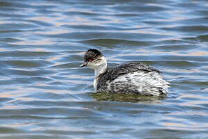 Podiceps occipitalis juninensis 239363255.jpg