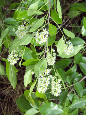 Prunuscaroliniana.gif