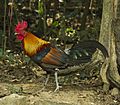 Red Junglefowl (male) - Thailand