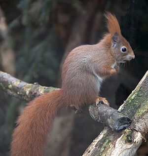 Red Squirrel 1c
