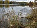Riparian restoration, Speed River