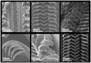 SEM images of radulae of the oblong rocksnail (Leptoxis compacta) as collected in 1881 and 2011