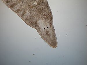 Sabussowia ronaldi 2