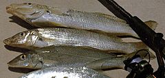 Sand whiting trio