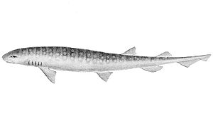 Scyliorhinus capensis The fishes of India (Plate CXC) (6924476840).jpg
