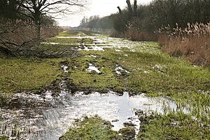 Sedge Fen Drove, Wicken Fen - geograph.org.uk - 1760046
