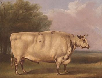 Shorthorn bull portrait