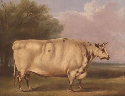 Shorthorn bull portrait