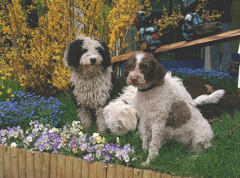 Spanish waterdog 026