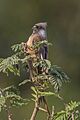 Speckled mousebird (Colius striatus kiwuensis) 2