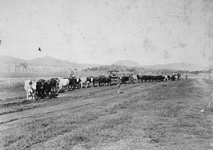 StateLibQld 1 390841 Bullock teams hauling timber to the railway at Christmas Creek ca. 1910