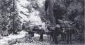 Tanbark Oak harvesting in Big Sur c1900