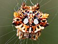 Thelacantha brevispina-female