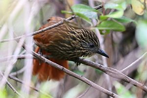Thripadectes scrutator - Buff throated Treehunter; Junin, Peru.jpg