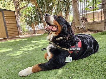 Timmi the Therapy dog from Israel Bernese Mountain Dog 06