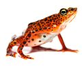 Toad Mountain Harlequin frog (Atelopus certus) pair (female crop)