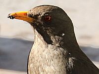 Turdus chiguanco-head