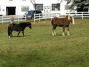 Two Horses at Tilly Foster Farm, Southeast, New York