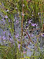 Utricularia dichotoma image 02
