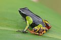 Variegated golden frog (Mantella baroni) Ranomafana