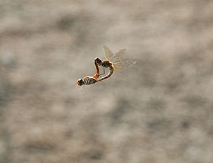 Wandering Glider (Pantala flavescens) mating W IMG 2999