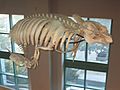 West Indian manatee skeletons NC