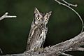 Western Screech-Owl (Megascops kennicottii) (17026365169)