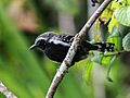 White-fringed Antwren (Formicivora grisea)