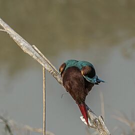 White-throated kingfisher (Halcyon smyrnensis fusca) 1