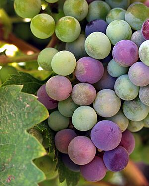 Wine grapes baja