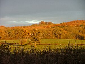 Wytham wood at sunset - geograph.org.uk - 1182479