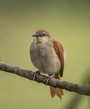 Yellow-chinned spinetail (Certhiaxis cinnamomeus marabinus) Antioquia