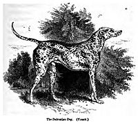 093. Dalmatian Dog