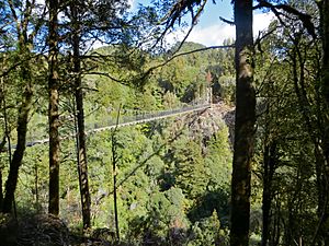 115m Bog Creek suspension bridge