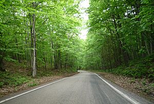 2009-0619-UP022-TunnelofTrees