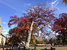 2014-11-02 12 14 43 Old White Oak during autumn at the Ewing Presbyterian Church Cemetery in Ewing, New Jersey
