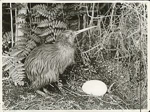 A Kiwi with its large single egg