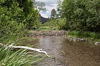 A beaver dam spans a section of the Middle Fork of the Gila River