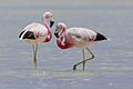 A couple of Andean flamingos (Phoenicoparrus andinus)