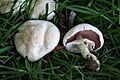Agaricus pilatianus 060825wa