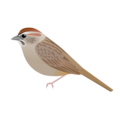 AimophilaRuficeps